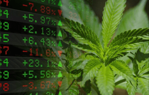 Investing In Marijuana Stocks...