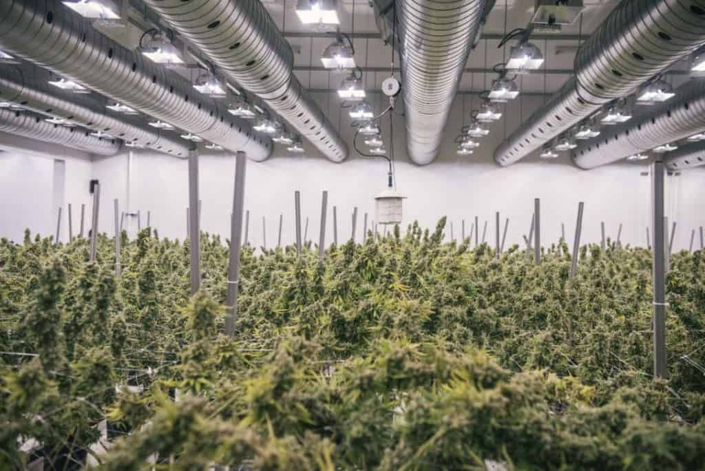 Canopy Growth Stock