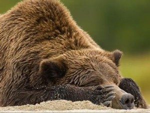 brown_bear